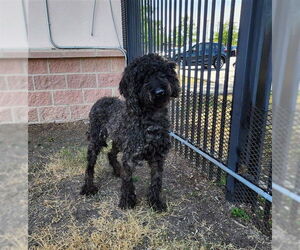 Poodle (Standard)-Unknown Mix Dogs for adoption in San Antonio, TX, USA