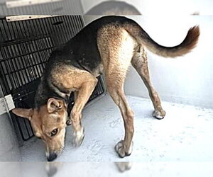 German Shepherd Dog Dogs for adoption in Houston, TX, USA