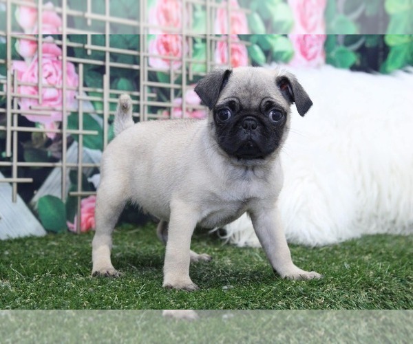 Medium Photo #1 Pug Puppy For Sale in MARIETTA, GA, USA