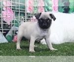 Small Photo #1 Pug Puppy For Sale in MARIETTA, GA, USA