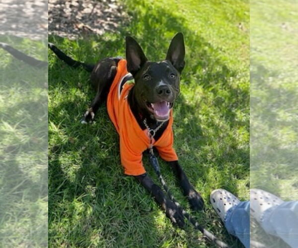 Medium Photo #4 Labrador Retriever-Unknown Mix Puppy For Sale in San Diego, CA, USA