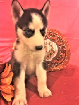 Medium Photo #1 Siberian Husky Puppy For Sale in INMAN, SC, USA