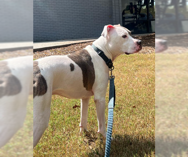 Medium Photo #2 American Staffordshire Terrier-Unknown Mix Puppy For Sale in Decatur, GA, USA