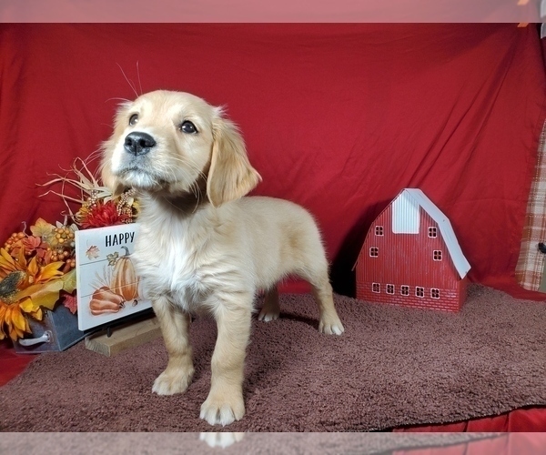 Medium Photo #3 Golden Retriever Puppy For Sale in FALCON, CO, USA