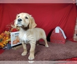 Small #2 Golden Retriever