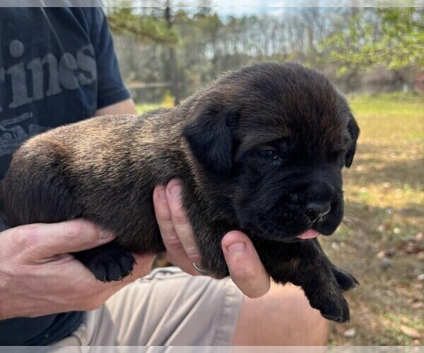 Medium Photo #40 Rotticorso Puppy For Sale in REEVESVILLE, SC, USA