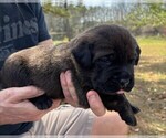 Small Photo #40 Rotticorso Puppy For Sale in REEVESVILLE, SC, USA