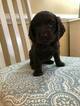 Small Photo #6 Boykin Spaniel Puppy For Sale in COLONIAL HEIGHTS, VA, USA