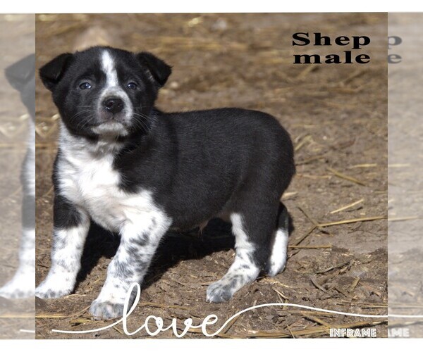Medium Photo #4 Australian Cattle Dog-Border Collie Mix Puppy For Sale in CLARE, MI, USA