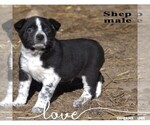 Small #3 Australian Cattle Dog-Border Collie Mix