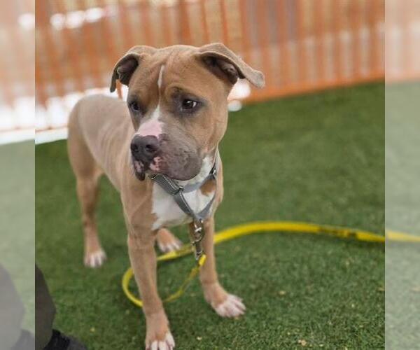 Medium Photo #1 Mutt Puppy For Sale in Las Vegas, NV, USA