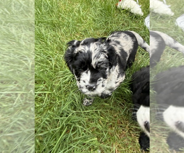 Medium Photo #3 Cocker Spaniel-Sheepadoodle Mix Puppy For Sale in SAMMAMISH, WA, USA