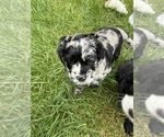Small #2 Cocker Spaniel-Sheepadoodle Mix