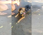Small #5 Beagle Mix