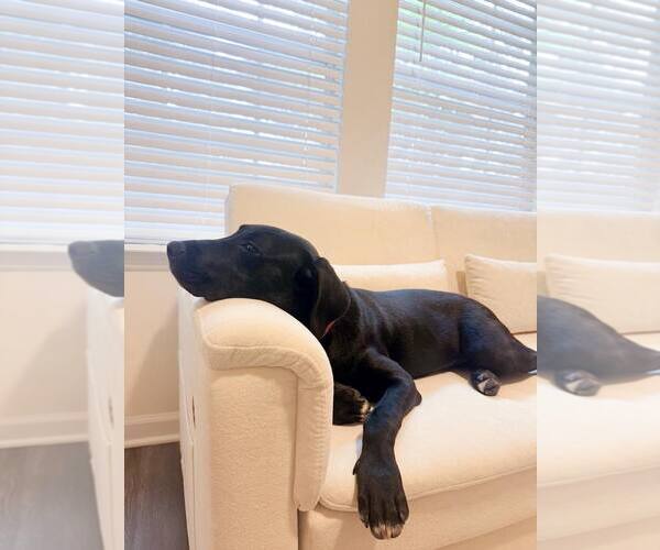 Medium Photo #4 Labrador Retriever-Unknown Mix Puppy For Sale in Sanderson, FL, USA