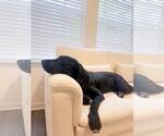 Small #3 Labrador Retriever Mix