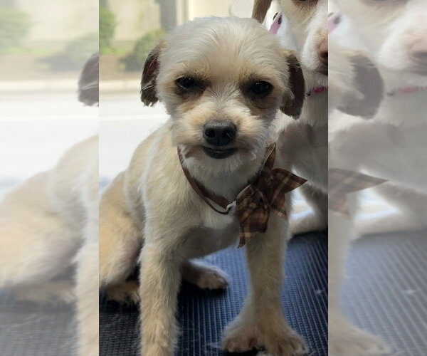 Medium Photo #1 Mutt Puppy For Sale in Pacifica, CA, USA