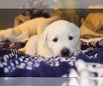 Small #9 Labrador Retriever