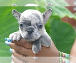 Puppy Sold French Bulldog