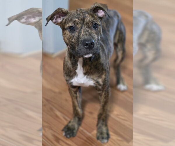 Medium Photo #2 Mutt Puppy For Sale in Clarkston, MI, USA