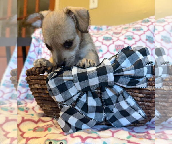 Medium Photo #2 Chihuahua-Unknown Mix Puppy For Sale in Pacolet, SC, USA