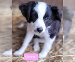 Small Photo #15 Miniature Australian Shepherd Puppy For Sale in ADAIR VILLAGE, OR, USA