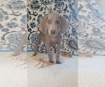 Small #1 Weimaraner