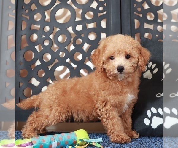 Medium Photo #1 ShihPoo Puppy For Sale in MOUNT VERNON, OH, USA