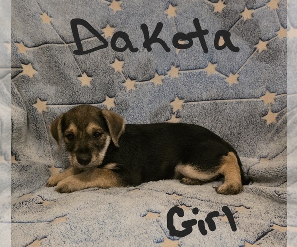 Medium Photo #19 Chizer Puppy For Sale in MONTEZUMA, GA, USA