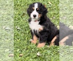 Puppy Dolly Bernese Mountain Dog