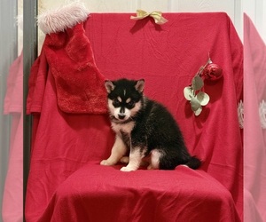 Medium Siberian Husky