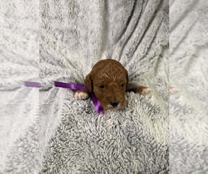 Medium Goldendoodle (Miniature)