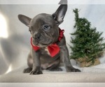 Small Photo #11 French Bulldog Puppy For Sale in CEDAR LANE, PA, USA