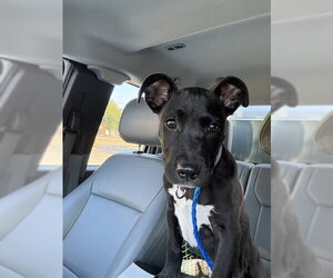 Mutt Dogs for adoption in Temple, TX, USA