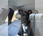 A080920 - Female Mutt Dog for Adoption - Small photo