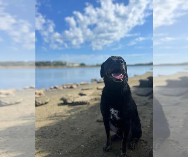 Medium Photo #4 Labrador Retriever-Unknown Mix Puppy For Sale in San Diego, CA, USA