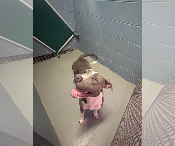 Medium Photo #2 Mutt Puppy For Sale in Rowlett, TX, USA