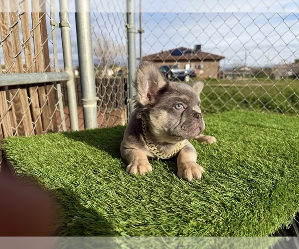 Medium Photo #5 French Bulldog Puppy For Sale in LITITZ, PA, USA