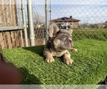 Small #4 French Bulldog