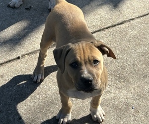 American Pit Bull Terrier Puppy for sale in JACKSONVILLE, FL, USA