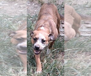Misha - Female Mutt Dog for Adoption - Photo #4