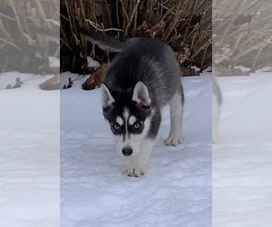 Siberian Husky Puppy for sale in BEAVER, OH, USA