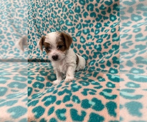 Yorkshire Terrier Puppy for sale in NORMANGEE, TX, USA
