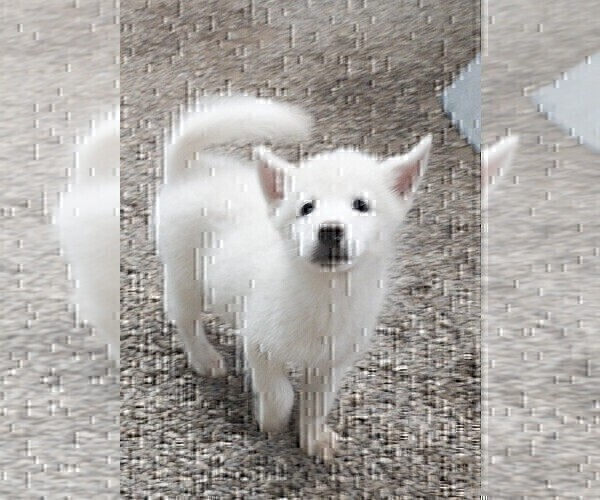 Medium Photo #5 Siberian Husky Puppy For Sale in TUCSON, AZ, USA