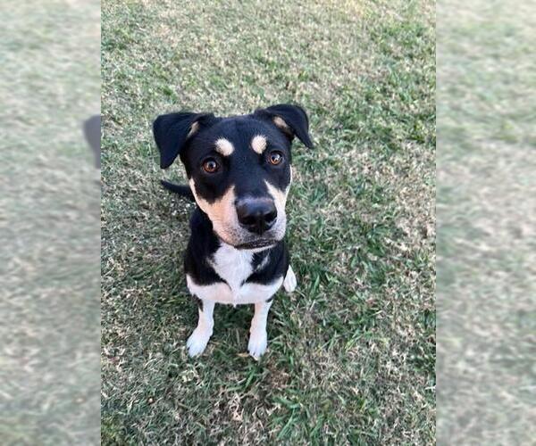 Medium Photo #3 Catahoula Leopard Dog-Unknown Mix Puppy For Sale in Plano, TX, USA