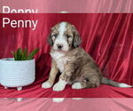 Image preview for Ad Listing. Nickname: Litter of 7
