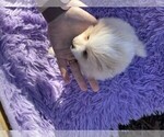 Puppy Cream Puff Pomeranian