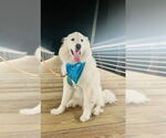 Small #27 Great Pyrenees