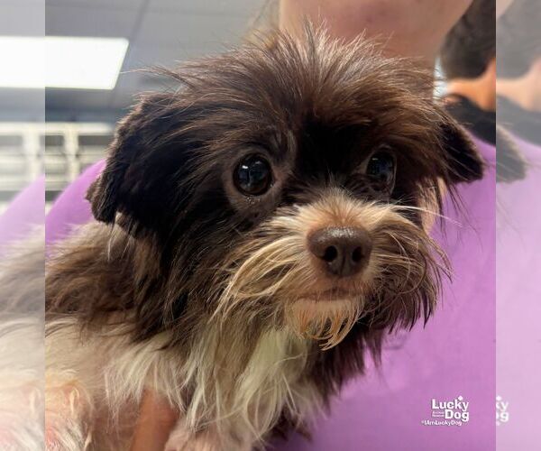 Medium Photo #3 Mutt Puppy For Sale in Washington, DC, USA
