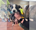 Small #11 Labrador Retriever-Plott Hound Mix